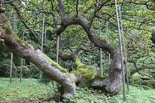 Large emperor oak at Shogen-in Temple in Iwate Prefecture