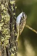 Short-toed treecreeper, Aosta Valley