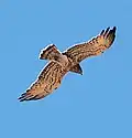 Characteristic white underside