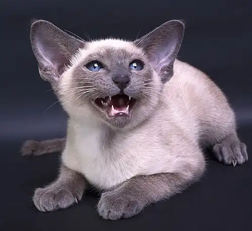 Blue point kitten