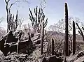 Cereus pierre-braunianus at the type location together with Micranthocereus estevesii in the foreground