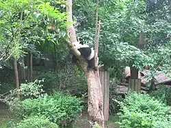 Sichuan Giant Panda Sanctuaries