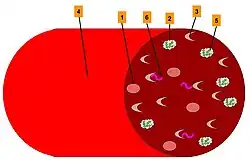 "This vein (4) shows the interaction between the malaria sporozoites (6) with sickle cells (3) and regular cells (1). While malaria is still affecting the regular cells (2), the ratio of sickle to regular cells is 50/50 due to sickle cell anemia being a heterozygous trait, so the malaria can’t affect enough cells with schizonts (5) to harm the body."[1]