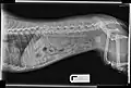 X-ray showing large struvite stone in bladder of small adult female dog (egg-shaped mass to left of femur)