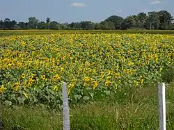 Sowing Sunflower in Barinas