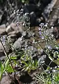 Later, open inflorescences