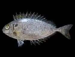 The white-spotted spinefoot is a host for D. amphacanthi