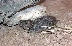 Gray rat