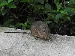 Gray rat