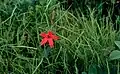 Silene virginica