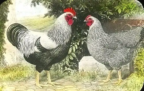 Silver-penciled cock and hen