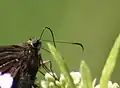 Hooked antennae – Epargyreus clarus (Hesperiidae)