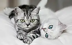 Black silver tabby and black silver tabby point kittens