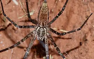 Euprosthenops bayaonianus