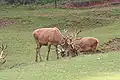 Red deer
