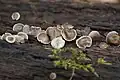 American simocybe (Simocybe centunculus) Elk Grove, IL
