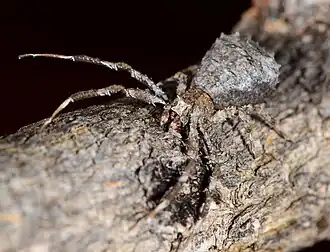 female