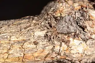 female