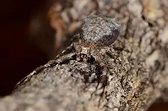 female