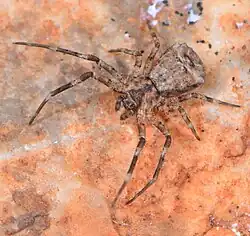 female