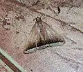 Simplicia bimarginata