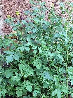 plant