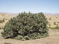 Single-leaf pinyon