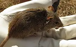 Brown mouse