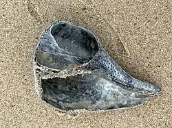A top view of a damaged specimen from Chincoteague National Wildlife Refuge