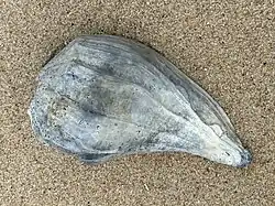 A bottom view of a damaged specemin from Chincoteague National Wildlife Refuge