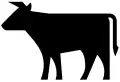 Cattle
