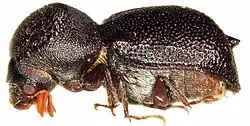 Sinoxylon unidentatum