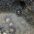 Siphonaria naufragum (bottom left / middle) and eggs (yellow bit in hole on the top right)