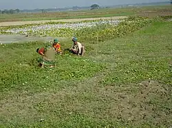 Crop fields in Sirajdikhan upazila