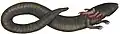 Siren lacertina