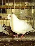 Sisak Roller