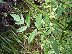 leaves