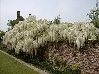 masses of white planting over a pink brick wall