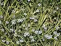 Many in a hedge