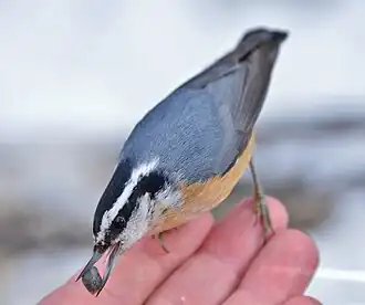Red-breasted nuthatches are often very confiding, and will readily take offered food from human hands. Toronto, Canada.