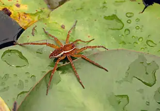 Dolomedes triton