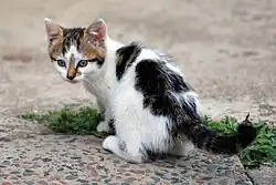 Photograph of kitten, the type of animal The Mayhew helps