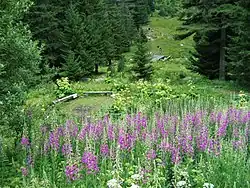 Flora of Skakavitsa