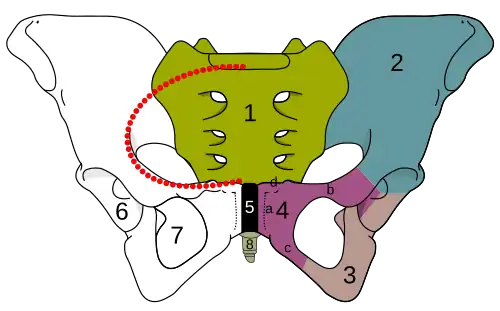 Pelvis
