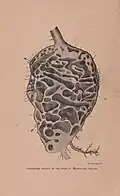 Illustration of tuberous base