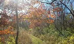 Trees turning shade in autumn