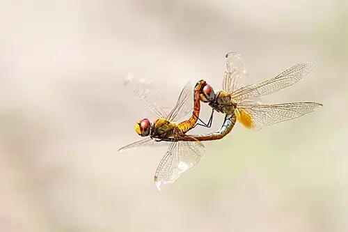 Dragonflies mating in flight