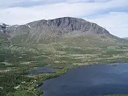 Skogshorn in Summer