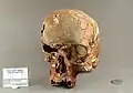 Skull, stack of 6 frames