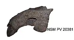 Skull of Olive